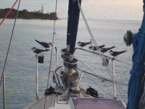 some of the thousands of birds resting on our bow; they slept there all night.